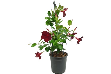 Mandevilla Forever Red Aloha Variety Thumbnail Dark Red.jpg